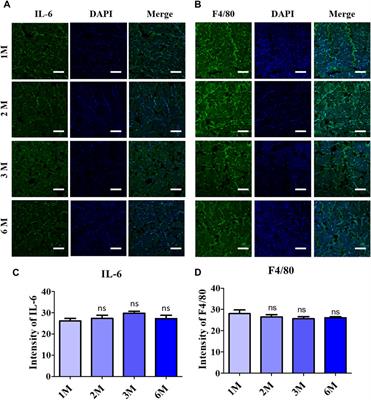 Assessment of inflammatory suppression and fibroblast infiltration in tissue remodelling by supercritical CO2 acellular dermal matrix (scADM) utilizing Sprague Dawley models